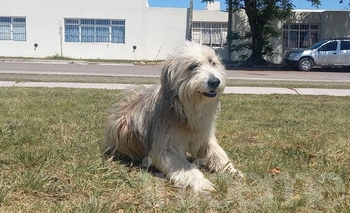 Imagen de la nota: Loma Negra: buscan una familia a un perrito comunitario