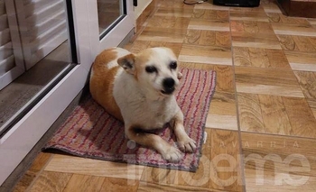 Imagen de la nota: Tras la búsqueda, Manchita pudo volver con su familia