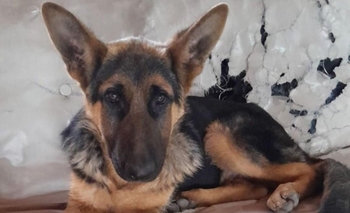 Imagen de la nota: Buscan a Aquiles: está en tratamiento médico y ofrecen 30 mil pesos de recompensa