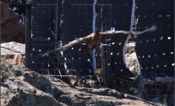 Cóndor Andino: “El objetivo es que se cumpla el ciclo de volver a la naturaleza” Imagen de la nota: Cóndor Andino: “El objetivo es que se cumpla el ciclo de volver a la naturaleza”