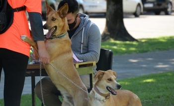 Imagen de la nota: Vacunación antirrábica: la próxima semana el programa 