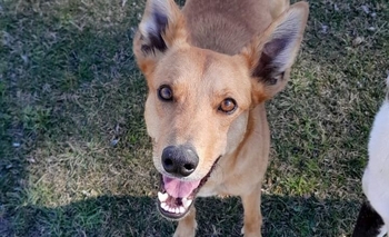 Imagen de la nota: Canela, la protagonista de este nuevo Jueves de Adopciones