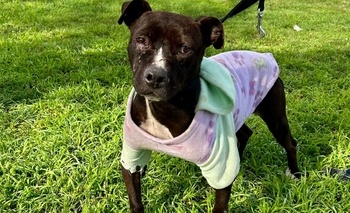 Imagen de la nota: “Rosita” busca hogar en un nuevo Jueves de Adopciones