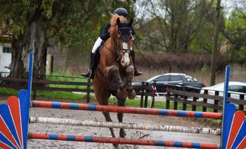 Imagen de la nota: Hipismo: exitoso Torneo Regional en Estudiantes