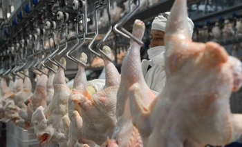 Imagen de la nota: La sobreoferta de pollo hizo desplomar el precio: 2.000 pesos el kilo en supermercados