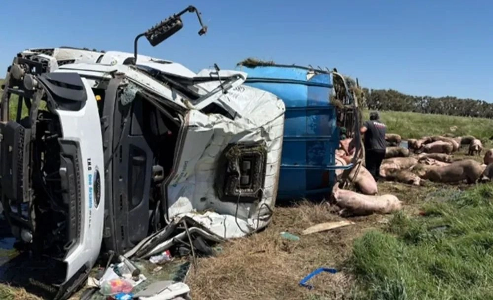 Volcó un camión con cerdos sobre la Ruta 7 y los vecinos saquearon toda la carga Imagen mas leída