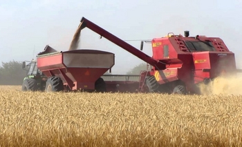 Imagen de la nota: Se redujo hasta un 30% el área de siembra de trigo en Olavarría