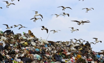 Imagen de la nota: Bolsas de plástico no: los pequeños cambios de hábitos, son los que perduran en el tiempo