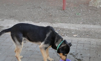 Imagen de la nota: Campaña de vacunación antirrábica: este martes Villa Floresta
