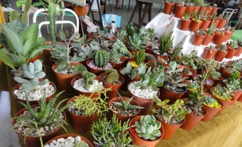 Imagen de la nota: Intercambio de plantines y película en Insurgente