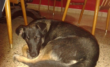 Imagen de la nota: Buscan a los dueños