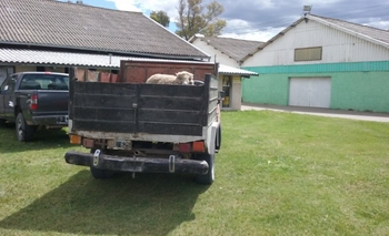 Imagen de la nota: Cuatro personas robaron una oveja en un rastrojero
