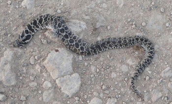 Imagen de la nota: Pickelado: encontraron una víbora y hay quejas por los baldíos