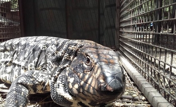 La Máxima: liberaron a un lagarto en la zona serrana Imagen de la nota: La Máxima: liberaron a un lagarto en la zona serrana