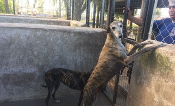 Imagen de la nota: Carreras de Galgos: 