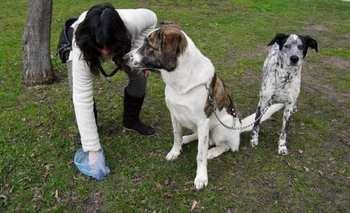 Imagen de la nota: Colocarán bolsas biodegradables para excrementos de mascotas
