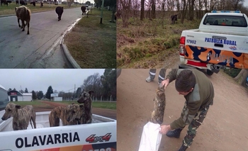 Imagen de la nota: Informe de la Coordinación de Seguridad Rural