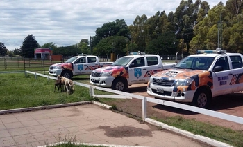 Imagen de la nota: Retenidos al ser sorprendidos cazando con perros galgos
