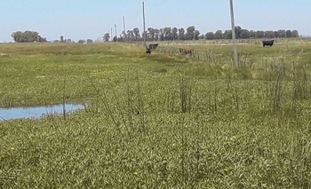 Imagen de la nota: Lo infraccionan por dejar una vaca suelta