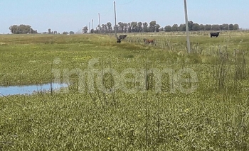 Imagen de la nota: Lo infraccionan por dejar una vaca suelta