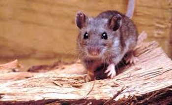 Imagen de la nota: Hantavirus: “En este momento es un brote”