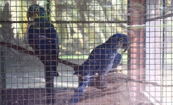 Imagen de la nota: Animales exóticos:  cuál será su destino 