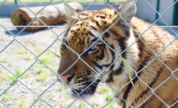 Imagen de la nota: Animales exóticos: la causa pasa a la justicia Federal
