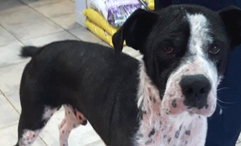 “Rocco” en adopción responsable Imagen de la nota: “Rocco” en adopción responsable