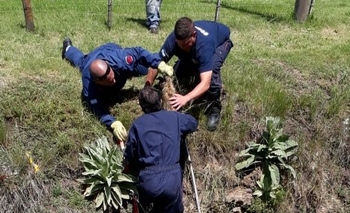 Imagen de la nota: Conmovedor: rescataron varios perros de un zanjón