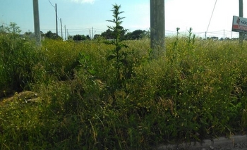 Imagen de la nota: Multas de hasta $33 mil por no limpiar los baldíos 