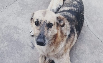 Su dueño falleció y ahora busca un nuevo hogar Imagen de la nota: Su dueño falleció y ahora busca un nuevo hogar