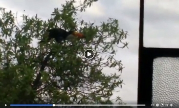 Imagen de la nota: Video: Un tucán suelto en Sierras Bayas