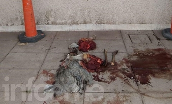 Imagen de la nota: Cuatro galgueros demorados por caza ilegal