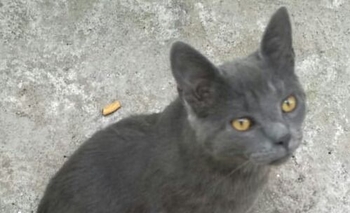 Imagen de la nota: Encontraron una gata y buscan a sus dueños