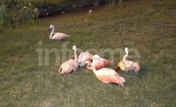 De no creer: robaron flamencos de La Máxima Imagen de la nota: De no creer: robaron flamencos de La Máxima