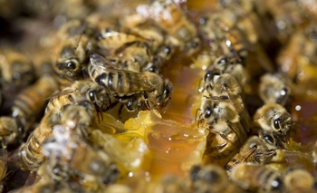 Imagen de la nota: Curso sobre “Buenas prácticas agrícolas y frutihortícolas”