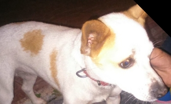 Imagen de la nota: Encontraron una perrita y buscan a su familia