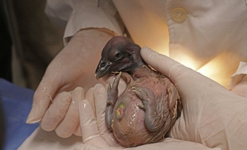 Nació la segunda pichona de cóndor de la temporada Imagen de la nota: Nació la segunda pichona de cóndor de la temporada