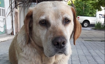 Imagen de la nota: Encontraron una perra labradora