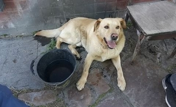 Imagen de la nota: Buscan a los dueños de un perro