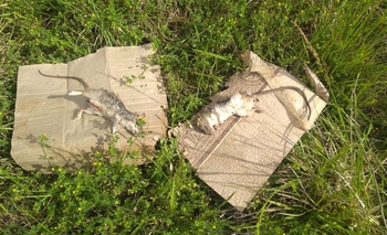 Imagen de la nota: Denuncian presencia de ratas en terrenos baldíos