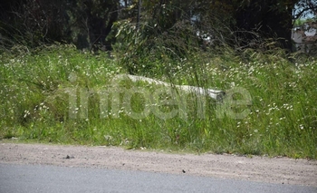 Imagen de la nota: Cayó otro poste, ahora el de una cámara de monitoreo