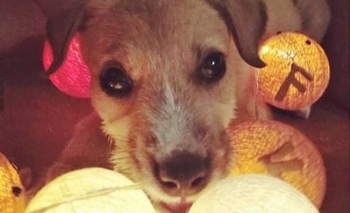 Hermosos perritos en adopción Imagen de la nota: Hermosos perritos en adopción