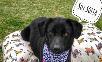 Hermosos perritos rescatados buscan una familia Imagen de la nota: Hermosos perritos rescatados buscan una familia