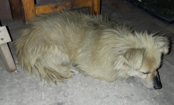 Imagen de la nota: Buscan a los dueños de un perrito 