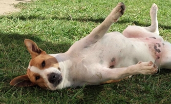 Tiene cáncer de piel y necesita un hogar de tránsito donde la cuiden Imagen de la nota: Tiene cáncer de piel y necesita un hogar de tránsito donde la cuiden