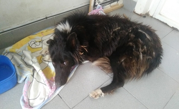 Siguen buscando tránsito para un perrito que fue abandonado Imagen de la nota: Siguen buscando tránsito para un perrito que fue abandonado