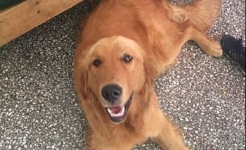 Imagen de la nota: Buscan a la familia de una cachorra golden