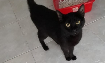 Imagen de la nota: Encontraron a una gatita perdida y buscan a su familia