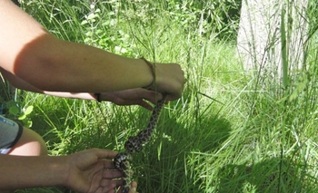 Liberaron dos falsas yararás y una culebra verde y negra Imagen de la nota:  Liberaron dos falsas yararás y una culebra verde y negra
